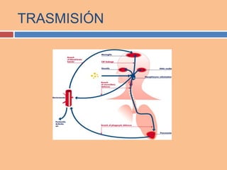 TRASMISIÓN
 