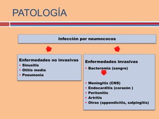 Enfermedades no invasivas
• Sinusitis
• Otitis media
• Pneumonia
Enfermedades invasivas
• Bacteremia (sangre)
• Meningitis (CNS)
• Endocarditis (corazón )
• Peritonitis
• Artritis
• Otras (appendicitis, salpingitis)
Infección por neumococos
PATOLOGÍA
 