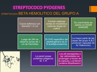 STREPTOCOCO BETA HEMOLITICO DEL GRUPO A
Cocos esfericos con
diametro 1-2 um
Forman cadenas
cortas en muestras y
cadenas largas en
cultivo
Su crecimiento es
optimo en AGAR
SANGRE
Luego de 24h se
observa zonas de 1
cm de Hemolisis
El CHO especifico del
peptidoglicano es el
N-acetilglucosamina
La mayor parte de las
cepas del grupo A,B,C
producen capsulas de
Ac Hialuronico
La pared posee
proteinas antigenos
M, T, R
Los pili semejantes a
las vellosidades se
prolongan a traves de
la capsula y contienen
proteina M(adhesion)
STREPTOCOCO PYOGENES
 