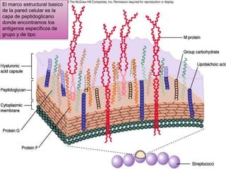 El marco estructural basico
de la pared celular es la
capa de peptidoglicano
donde encontramos los
antigenos especificos de
grupo y de tipo
 