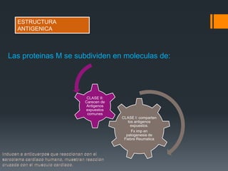 Las proteinas M se subdividen en moleculas de:
CLASE I: comparten
los antigenos
expuestos.
Fx imp en
patogenesia de
Fiebre Reumatica
CLASE II:
Carecen de
Antigenos
expuestos
comunes
ESTRUCTURA
ANTIGENICA
 