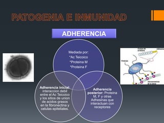 ADHERENCIA
Mediada por:
*Ac Teicoico
*Proteina M
*Proteina F
Adherencia
posterior: Proteina
M, F y otras
Adhesinas que
interactuan con
receptores
Adherencia inicial:
interaccion debil
entre el Ac Teicoico
y los sitios de union
de acidos grasos
en la fibronectina y
celulas epiteliales.
 
