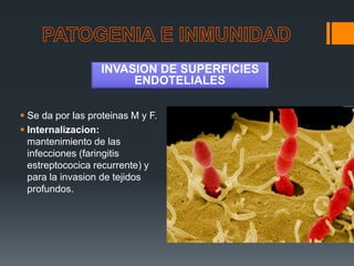  Se da por las proteinas M y F.
 Internalizacion:
mantenimiento de las
infecciones (faringitis
estreptococica recurrente) y
para la invasion de tejidos
profundos.
INVASION DE SUPERFICIES
ENDOTELIALES
 