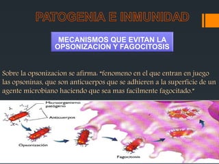 Sobre la opsonizacion se afirma: “fenomeno en el que entran en juego
las opsoninas, que son anticuerpos que se adhieren a la superficie de un
agente microbiano haciendo que sea mas facilmente fagocitado.”
MECANISMOS QUE EVITAN LA
OPSONIZACION Y FAGOCITOSIS
 