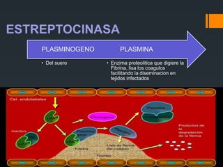 ESTREPTOCINASA
• Enzima proteolitica que digiere la
Fibrina, lisa los coagulos
facilitando la diseminacion en
tejidos infectados
PLASMINA
• Del suero
PLASMINOGENO
 