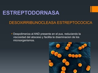 DESOXIRRIBUNOCLEASA ESTREPTOCOCICA
 Despolimeriza al AND presente en el pus, reduciendo la
viscosidad del absceso y facilita la diseminacion de los
microorganismos.
ESTREPTODORNASA
 