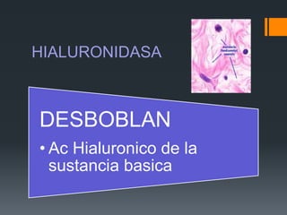 HIALURONIDASA
DESBOBLAN
• Ac Hialuronico de la
sustancia basica
 