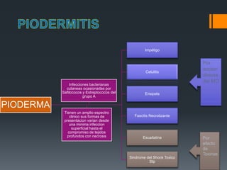 PIODERMA
Impétigo
Celulitis
Erisipela
Fascitis Necrotizante
Escarlatina
Sindrome del Shock Toxico
Stp
Infecciones bacterianas
cutaneas ocasionadas por
Safilococos y Estreptococos del
grupo A
Tienen un amplio espectro
clinico sus formas de
presentacion varian desde
una minima infeccion
superficial hasta el
compromiso de tejidos
profundos con necrosis
Por
accion
directa
del MO
Por
efecto
de
Toxinas
 