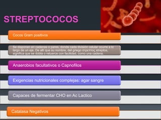 STREPTOCOCOS
Cocos Gram positivos
Se disponen en cadenas o pares, donde cada división celular ocurre a lo
largo de un eje. De allí que su nombre, del griego στρεπτος streptos,
significa que se dobla o retuerce con facilidad, como una cadena.
Anaerobios facultativos o Capnofilos
Exigencias nutricionales complejas: agar sangre
Capaces de fermentar CHO en Ac Lactico
Catalasa Negativos
 