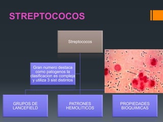 Streptococos
GRUPOS DE
LANCEFIELD
PATRONES
HEMOLITICOS
PROPIEDADES
BIOQUIMICAS
Gran numero destaca
como patogenos la
clasificacion es compleja
y utiliza 3 sist distintos
 