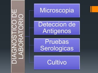 DIAGNOSTICODE
LABORATORIO
Microscopia
Deteccion de
Antigenos
Pruebas
Serologicas
Cultivo
 