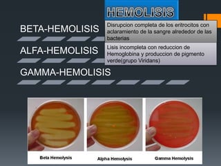 BETA-HEMOLISIS
ALFA-HEMOLISIS
GAMMA-HEMOLISIS
Disrupcion completa de los eritrocitos con
aclaramiento de la sangre alrededor de las
bacterias
Lisis incompleta con reduccion de
Hemoglobina y produccion de pigmento
verde(grupo Viridans)
 