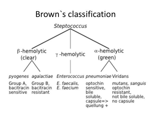 Streptococcus Chart