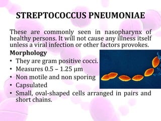 STREPTOCOCCUS PNEUMONIAE
These are commonly seen in nasopharynx of
healthy persons. It will not cause any illness itself
unless a viral infection or other factors provokes.
Morphology
• They are gram positive cocci.
• Measures 0.5 – 1.25 µm
• Non motile and non sporing
• Capsulated
• Small, oval-shaped cells arranged in pairs and
short chains.
 