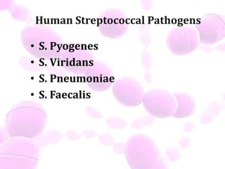 Human Streptococcal Pathogens
• S. Pyogenes
• S. Viridans
• S. Pneumoniae
• S. Faecalis
 