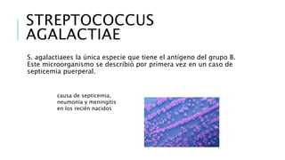 STREPTOCOCCUS
AGALACTIAE
S. agalactiaees la única especie que tiene el antígeno del grupo B.
Este microorganismo se describió por primera vez en un caso de
septicemia puerperal.
causa de septicemia,
neumonía y meningitis
en los recién nacidos
 