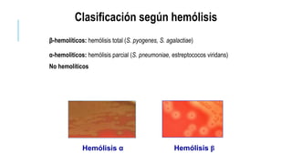 β-hemolíticos: hemólisis total (S. pyogenes, S. agalactiae)
α-hemoliticos: hemólisis parcial (S. pneumoniae, estreptococos viridans)
No hemolíticos
Hemólisis α Hemólisis β
Clasificación según hemólisis
 