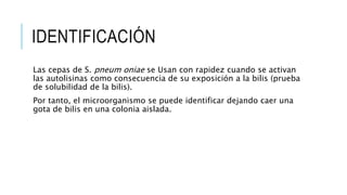 IDENTIFICACIÓN
Las cepas de S. pneum oniae se Usan con rapidez cuando se activan
las autolisinas como consecuencia de su exposición a la bilis (prueba
de solubilidad de la bilis).
Por tanto, el microorganismo se puede identificar dejando caer una
gota de bilis en una colonia aislada.
 
