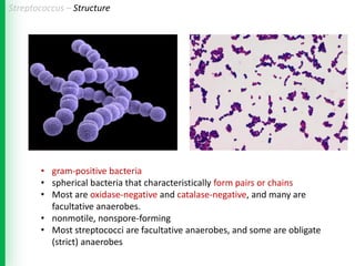 Streptococcus Salivarius Gram Stain