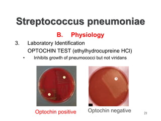 Streptococcus pneumoniae
B. Physiology
3. Laboratory Identification
OPTOCHIN TEST (ethylhydrocupreine HCl)
• Inhibits growth of pneumococci but not viridans
Optochin positive Optochin negative 21
 