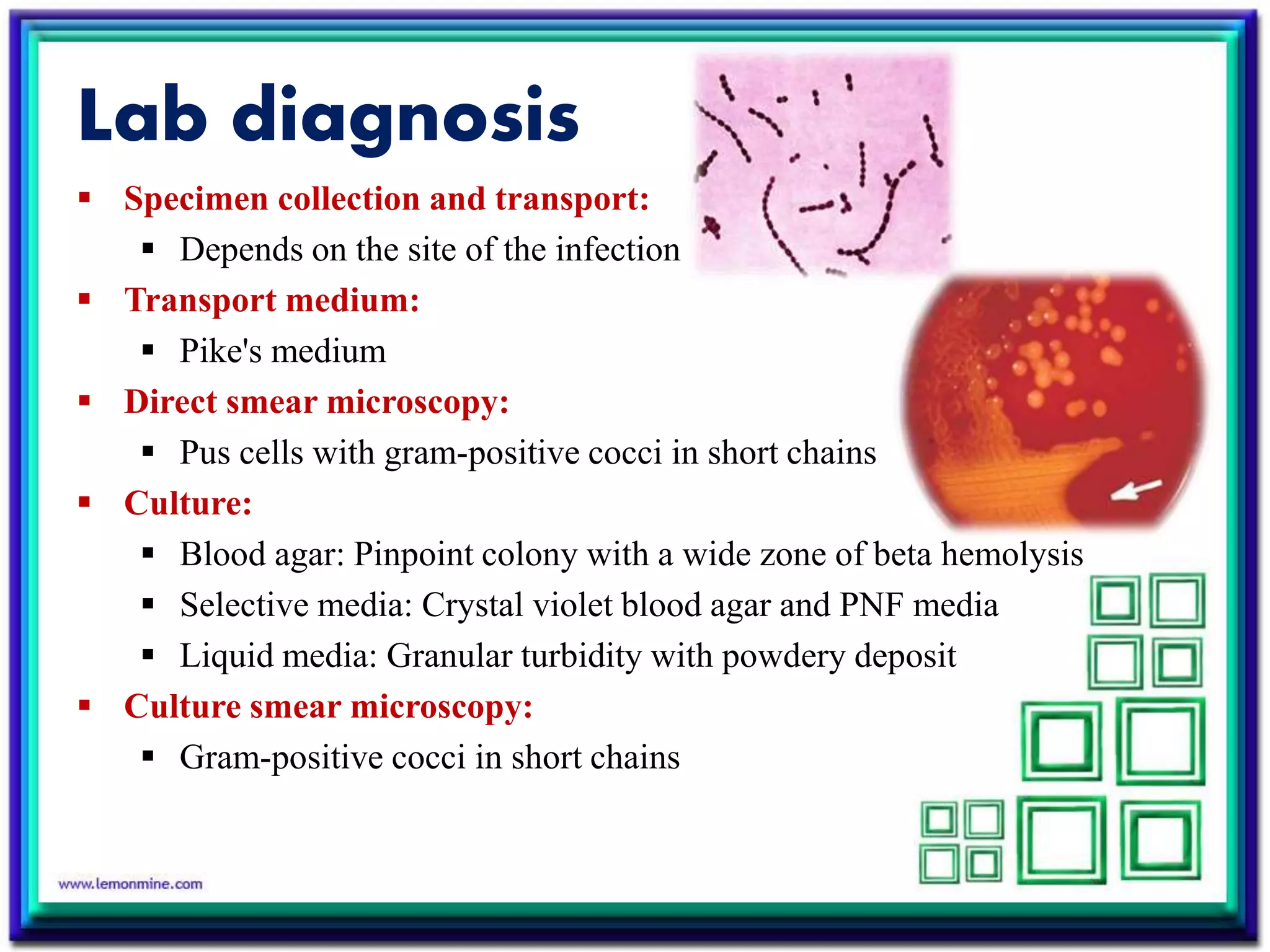 Lab diagnosis
 Specimen collection and transport:
 Depends on the site of the infection
 Transport medium:
 Pike's medium
 Direct smear microscopy:
 Pus cells with gram-positive cocci in short chains
 Culture:
 Blood agar: Pinpoint colony with a wide zone of beta hemolysis
 Selective media: Crystal violet blood agar and PNF media
 Liquid media: Granular turbidity with powdery deposit
 Culture smear microscopy:
 Gram-positive cocci in short chains
 