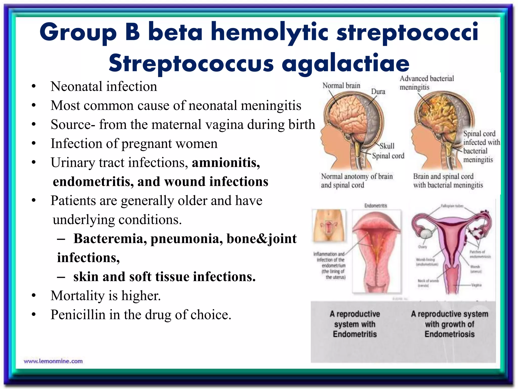 Group B beta hemolytic streptococci
Streptococcus agalactiae
• Neonatal infection
• Most common cause of neonatal meningitis
• Source- from the maternal vagina during birth
• Infection of pregnant women
• Urinary tract infections, amnionitis,
endometritis, and wound infections
• Patients are generally older and have
underlying conditions.
– Bacteremia, pneumonia, bone&joint
infections,
– skin and soft tissue infections.
• Mortality is higher.
• Penicillin in the drug of choice.
 