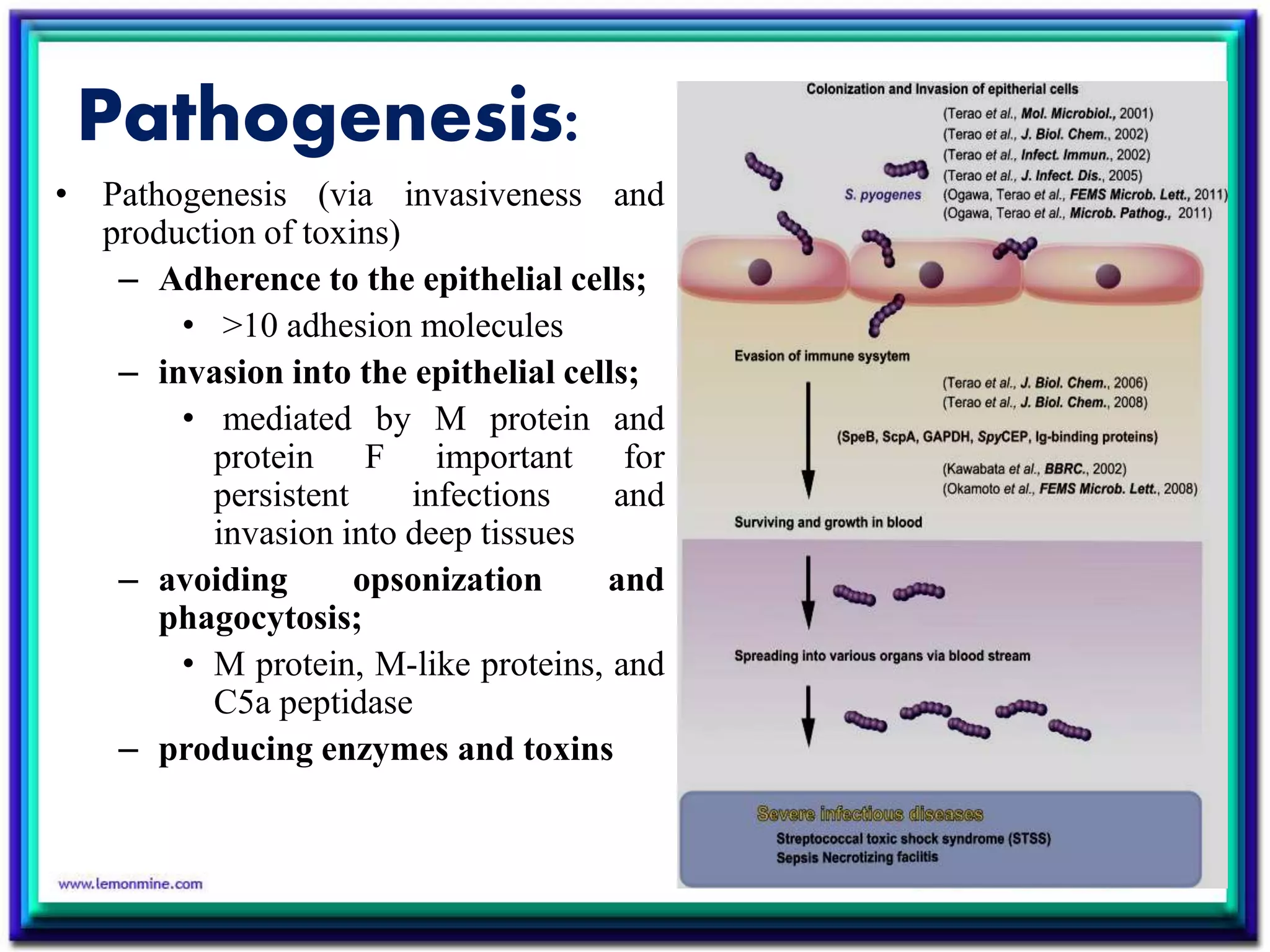 Pathogenesis:
• Pathogenesis (via invasiveness and
production of toxins)
– Adherence to the epithelial cells;
• >10 adhesion molecules
– invasion into the epithelial cells;
• mediated by M protein and
protein F important for
persistent infections and
invasion into deep tissues
– avoiding opsonization and
phagocytosis;
• M protein, M-like proteins, and
C5a peptidase
– producing enzymes and toxins
 