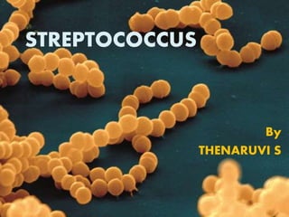 STREPTOCOCCUS
By
THENARUVI S
 