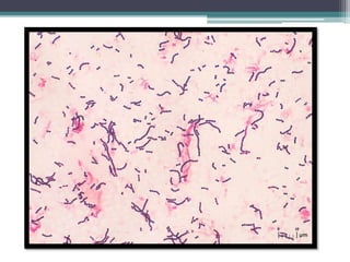 Strep Slides STREPTOCOCCUS.pptx