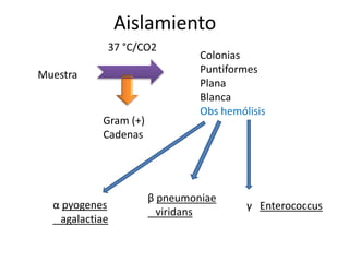 Aislamiento
Muestra
37 °C/CO2
Gram (+)
Cadenas
Colonias
Puntiformes
Plana
Blanca
Obs hemólisis
α pyogenes
agalactiae
β pneumoniae
viridans
γ Enterococcus
 