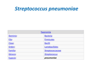 Streptococcus pneumoniae
Taxonomía
Dominio: Bacteria
Filo: Firmicutes
Clase: Bacilli
Orden: Lactobacillales
Familia: Streptococcaceae
Género: Streptococcus
Especie: pneumoniae
 