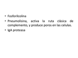 • Fosforilcolina
• Pneumolisina, activa la ruta clásica de
complemento, y produce poros en las celulas.
• IgA proteasa
 