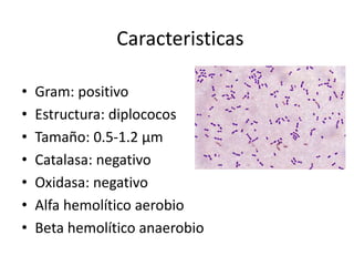 Caracteristicas
• Gram: positivo
• Estructura: diplococos
• Tamaño: 0.5-1.2 µm
• Catalasa: negativo
• Oxidasa: negativo
• Alfa hemolítico aerobio
• Beta hemolítico anaerobio
 