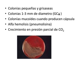 • Colonias pequeñas y grisaseas
• Colonias 1-3 mm de diametro (GC )
• Colonias mucoides cuando producen cápsula
• Alfa hemolisis (pneumolisina)
• Crecimiento en presión parcial de CO2
 