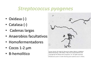 Streptococcus pyogenes
• Oxidasa (-)
• Catalasa (-)
• Cadenas largas
• Anaerobios facultativos
• Homofermentadores
• Cocos 1-2 µm
• B-hemolítico
 