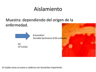 Aislamiento
Muestra: dependiendo del origen de la
enfermedad.
En tejido cocos en pares o cadenas con leucocitos importante.
GS
37°C/CO2
B-hemólisis
Sensible bacitracina 0.04 unidades
 
