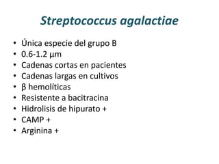 Streptococcus agalactiae
• Única especie del grupo B
• 0.6-1.2 µm
• Cadenas cortas en pacientes
• Cadenas largas en cultivos
• β hemolíticas
• Resistente a bacitracina
• Hidrolisis de hipurato +
• CAMP +
• Arginina +
 