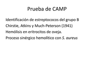 Prueba de CAMP
Identificación de estreptococos del grupo B
Chirstie, Atkins y Much-Peterson (1941)
Hemólisis en eritrocitos de oveja.
Proceso sinérgico hemolítico con S. aureus
 