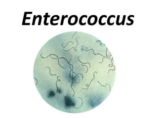 Enterococcus
 