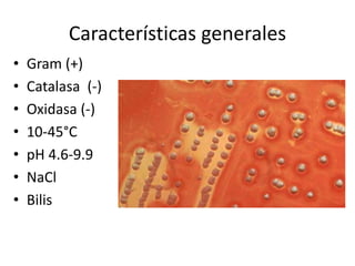 Características generales
• Gram (+)
• Catalasa (-)
• Oxidasa (-)
• 10-45°C
• pH 4.6-9.9
• NaCl
• Bilis
 