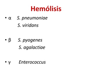 Hemólisis
• α S. pneumoniae
S. viridans
• β S. pyogenes
S. agalactiae
• γ Enterococcus
 