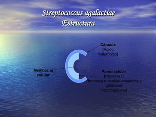 Streptococcus agalactiae Estructura Cápsula ( Ácido hialurónico ) Pared celular ( Proteína C Ramnosa n-acetilglucosamina y...