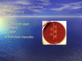 Streptococcus agalactiae Diagnóstico <ul><li>Cultivo en agar sangre. </li></ul><ul><li>CAMP. </li></ul><ul><li>Hidrólisis ...