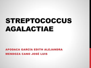 STREPTOCOCCUS
AGALACTIAE
APODACA GARCÍA EDITH ALEJANDRA
MENDOZA CANO JOSÉ LUIS
 