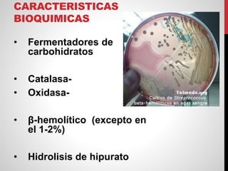 CARACTERISTICAS
BIOQUIMICAS
• Fermentadores de
carbohidratos
• Catalasa-
• Oxidasa-
• β-hemolítico (excepto en
el 1-2%)
• Hidrolisis de hipurato
 
