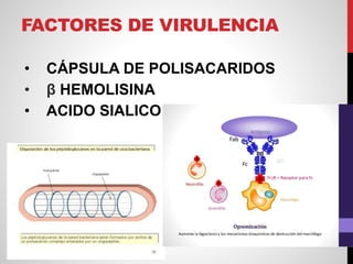 FACTORES DE VIRULENCIA
• CÁPSULA DE POLISACARIDOS
• β HEMOLISINA
• ACIDO SIALICO
 