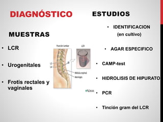 DIAGNÓSTICO
MUESTRAS
• IDENTIFICACION
(en cultivo)
• AGAR ESPECIFICO
• CAMP-test
• HIDROLISIS DE HIPURATO
• PCR
• Tinción gram del LCR
ESTUDIOS
• LCR
• Urogenitales
• Frotis rectales y
vaginales
 