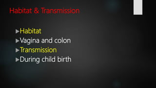 Streptococcus Agalactiae Bacteria Microbiology Lecture