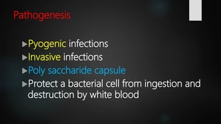 Streptococcus Agalactiae Bacteria Microbiology Lecture