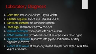 Streptococcus Agalactiae Bacteria Microbiology Lecture
